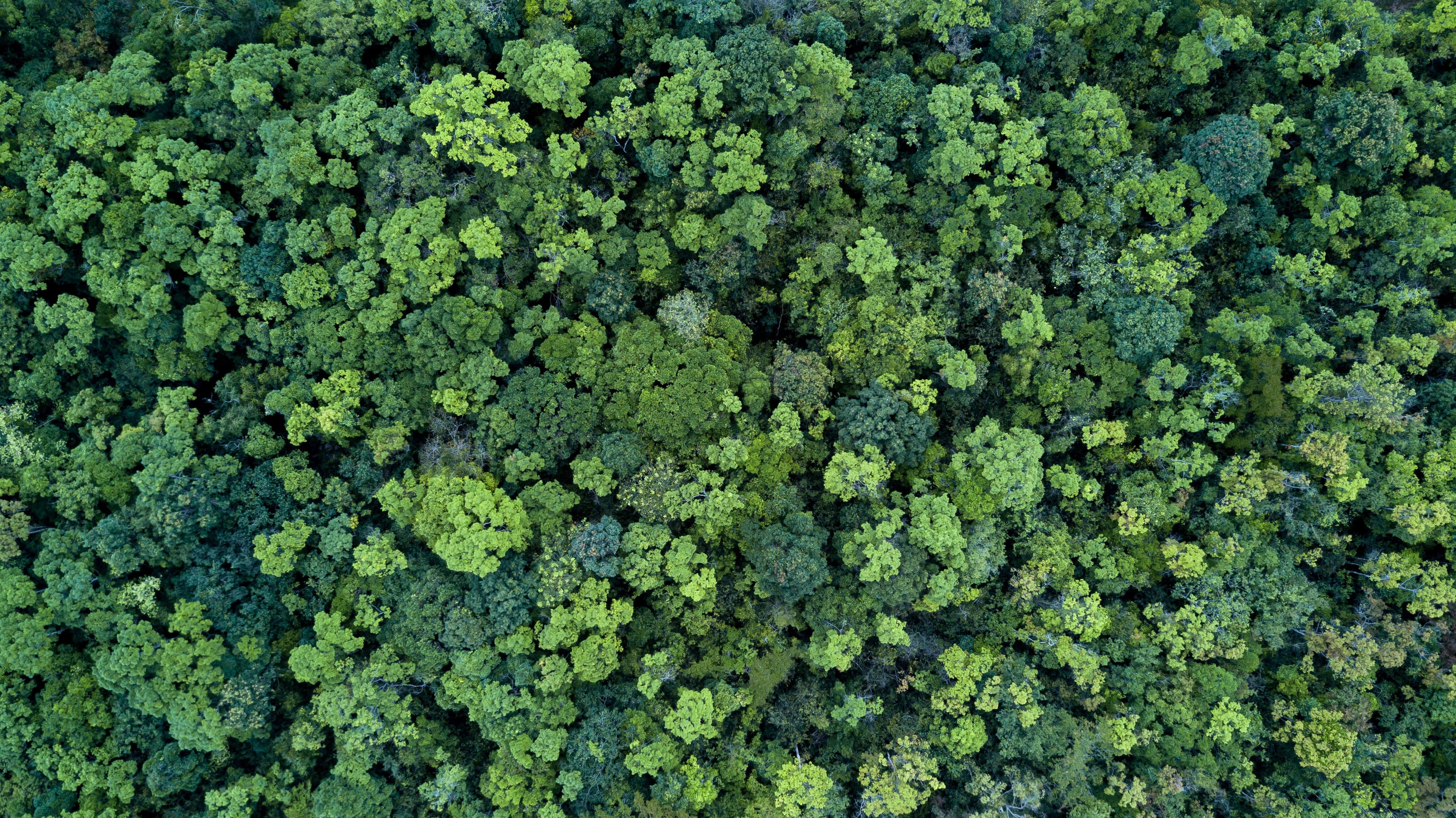 Luchtfoto van dichtbegroeid bos